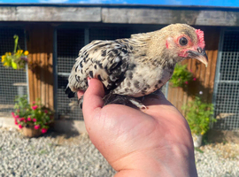 SABLEPOOT / BOOTED BANTAM GROWING PAIRS AND SPARE COCKERELS