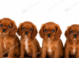 Cavalier King Charles(boys remaining)