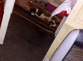 2 little kitten looking for home