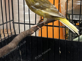 Female Jaspe canary