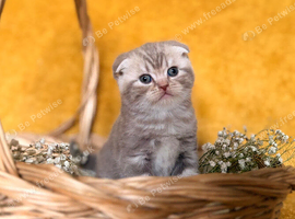 Scottish fold kittens