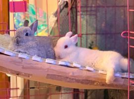 2x gorgeous Young Pure Bred Netherland Dwarf Bucks