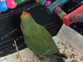 One baby love bird for sale