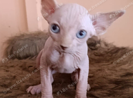 Beautiful sphynx kittens for sale