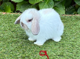 Pure bred mini lop baby rabbit.