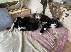 Beautiful kittens almost ready to go