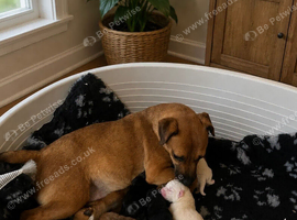 Jack Russel puppies
