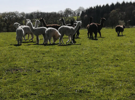 3 female alpacas
