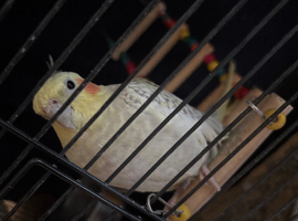 White, orange and yellow cockatiel
