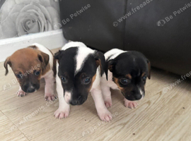 Jack Russell puppys &pound;600 ready to go