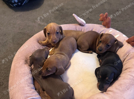 REDUCED and ready for their new homes! KC puppies
