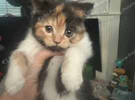 British shorthair/ Persian kittens 12 weeks old