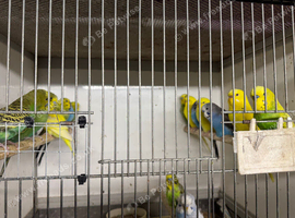 Budgies