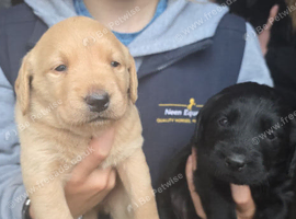Beautiful litter of labradoodle pups