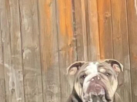 Sister Bulldogs age 4