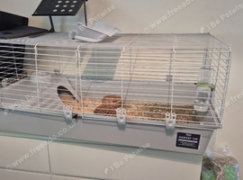 2 guinea pigs