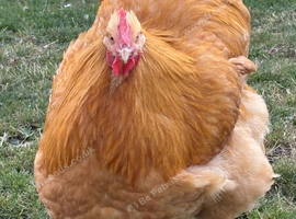 Day old buff orpington chicks from great lines