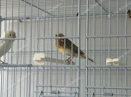 Canary