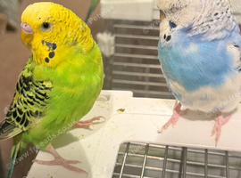 Budgies for Sale &ndash; Male & Female Pair with Complete Setup