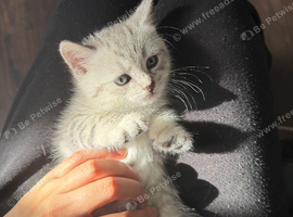 READY TO LEAVE: BSH &times; Siberian Kittens