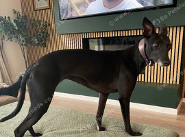 3 year old Whippet