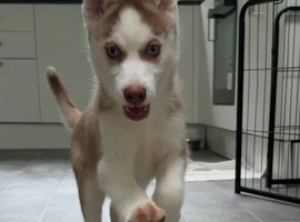 One stunning boy from imported parents