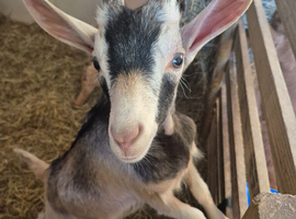 Young Goat Kids Available