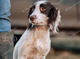 KC springer spaniel puppies