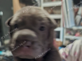 Ready to go full breed shar peis 4 girls blue 2 boys blue