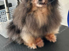 Short Bark and Sides dog groomers