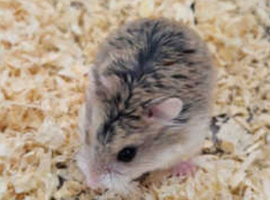 Baby female Roborovski dwarf