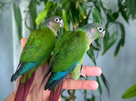 Baby green check conure tame
