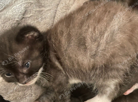 Kittens looking for a new home