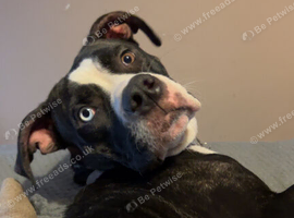 a female mixed staffordshire bull terrier mixed with a mastiff