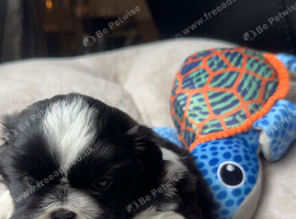 Shih Tzu kc reg