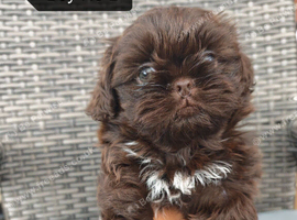 NOW ready for a new home Imperial Shih Tzu