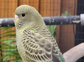 Beautiful baby blackface and blackface split budgies
