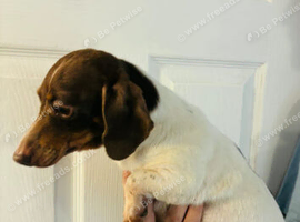 15 Month Old Dachshund