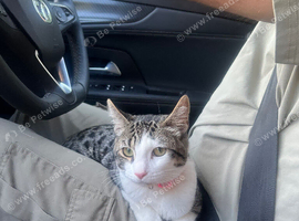 Female kitten