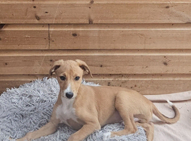Gorgeous lurcher pup