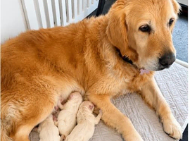 Golden retriever puppies - cream for sale