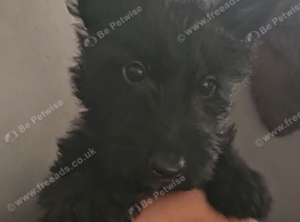 Scottish terrier boys
