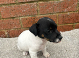 Miniture jack russell pups