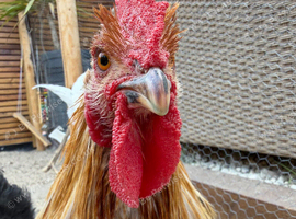 Leghorn/bantham cockerel