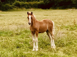 Exceptional Section C filly foal
