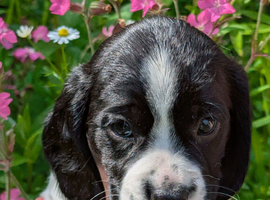 Spreagle pups (Sprocker x Beagle)