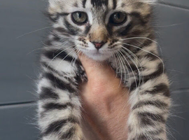 American curl kittens rare breed ready now