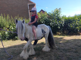 2 year old miniature cob