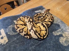 CB24 Pastel ball python