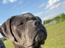 Beautiful  puppy cane corso ready to leave only 3 bitches left